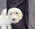 Small #2 Maltese