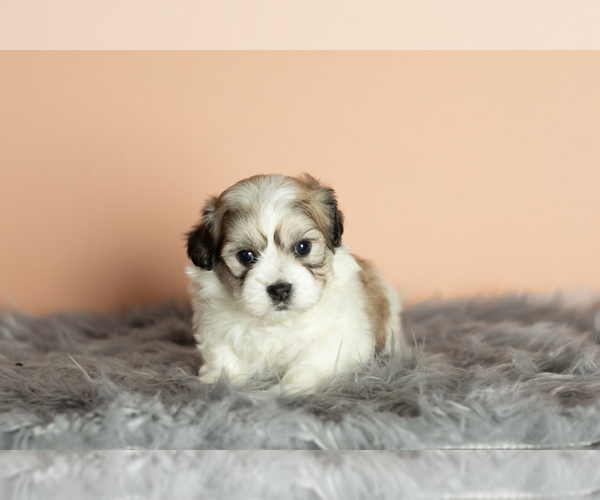 Medium Photo #10 Zuchon Puppy For Sale in WOLCOTTVILLE, IN, USA