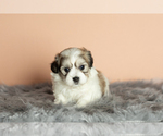 Small Photo #10 Zuchon Puppy For Sale in WOLCOTTVILLE, IN, USA