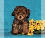 Small Photo #1 Poovanese Puppy For Sale in CHRISTIANA, PA, USA