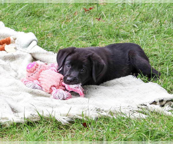 Medium Photo #5 Labrador Retriever Puppy For Sale in SYRACUSE, IN, USA
