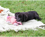 Small #4 Labrador Retriever