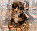Small Photo #6 Bernedoodle (Miniature) Puppy For Sale in LAWRENCE, MI, USA