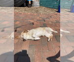 Small #1 Labrador Retriever