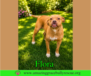Flora - Female American Pit Bull Terrier-Unknown Mix Dog for Adoption - Photo #10