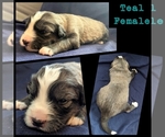 Small Photo #3 Wolf Hybrid Puppy For Sale in RICHMOND, KY, USA