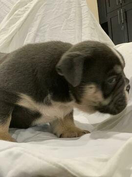 Medium Photo #2 English Bulldog Puppy For Sale in DANIA BEACH, FL, USA