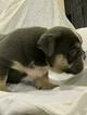 Small Photo #2 English Bulldog Puppy For Sale in DANIA BEACH, FL, USA