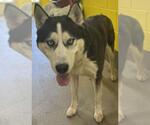 Small Siberian Husky