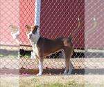 DESTINY - Female Mutt Dog for Adoption - Small photo