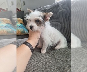 Yorkshire Terrier Puppy for sale in PALM BAY, FL, USA