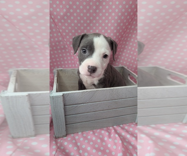 Medium Photo #1 American Bully Puppy For Sale in GROVETOWN, GA, USA