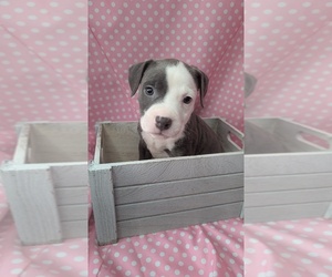 American Bully Puppy for sale in GROVETOWN, GA, USA
