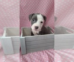 Small American Bully