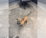 Small German Shepherd Dog Mix