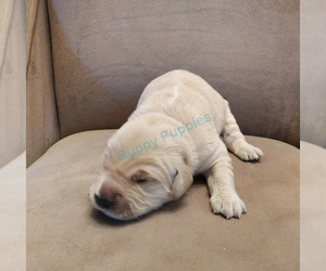 Golden Retriever Puppy for sale in BUFORD, GA, USA