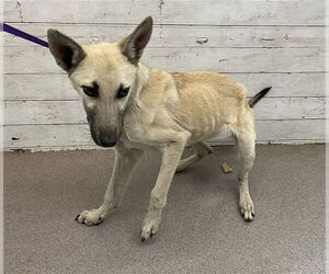 Mutt Dogs for adoption in San Bernardino, CA, USA