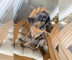 Small Photo #1 Catahoula Leopard Dog-Dalmatian Mix Puppy For Sale in THOUSAND OAKS, CA, USA