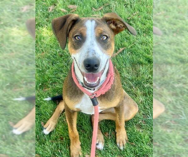 Medium Photo #1 American Foxhound-Unknown Mix Puppy For Sale in Sacramento, CA, USA