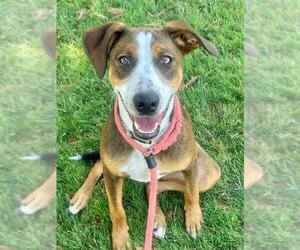 American Foxhound-Unknown Mix Dogs for adoption in Sacramento, CA, USA