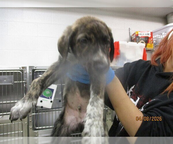 Medium Photo #1 Mutt Puppy For Sale in Oklahoma City, OK, USA