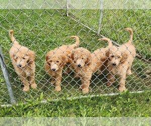 Goldendoodle Puppy for sale in PLATTEVILLE, WI, USA