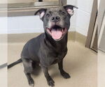 Small #1 American Pit Bull Terrier