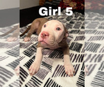 Small Photo #7 American Pit Bull Terrier Puppy For Sale in CHICAGO, IL, USA