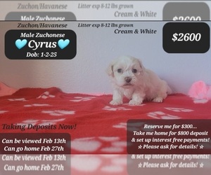 Havanese-Zuchon Mix Puppy for sale in TUCSON, AZ, USA