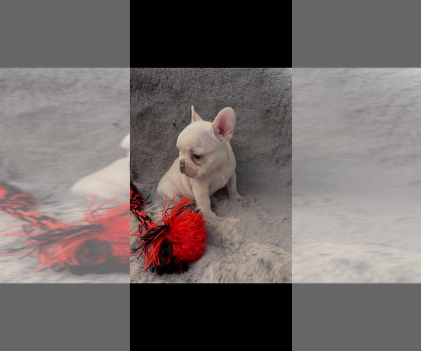 Medium Photo #2 French Bulldog Puppy For Sale in NORTH VERNON, IN, USA
