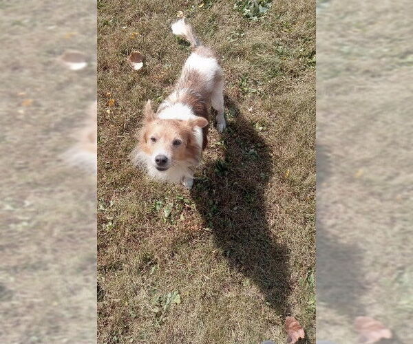 Medium Photo #4 Mutt Puppy For Sale in Fort Wayne, IN, USA