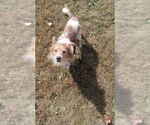 Small #3 Mutt