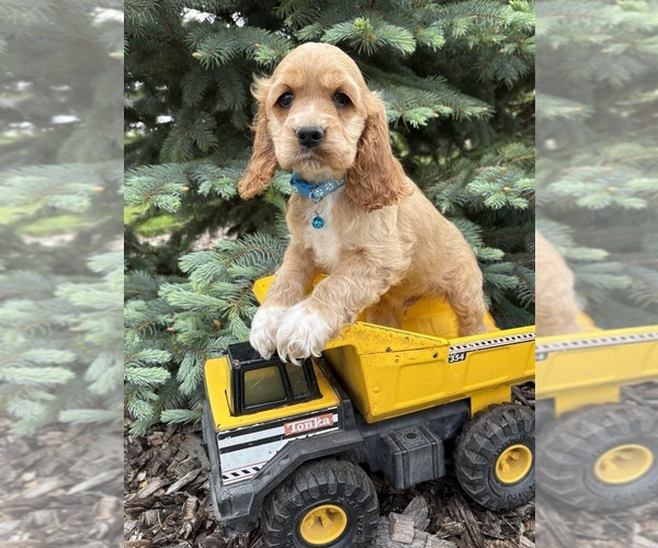 Medium Photo #2 Cocker Spaniel Puppy For Sale in MIDDLEBURY, IN, USA