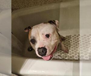 DUMPLING - Female Bulldog-Unknown Mix Dog for Adoption - Photo #4