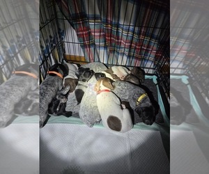 German Shorthaired Pointer Puppy for sale in GIVEN, WV, USA