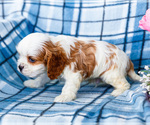 Small Photo #8 Cockalier Puppy For Sale in WAKARUSA, IN, USA
