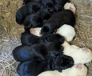 Labrador Retriever Puppy for sale in MURDOCK, KS, USA