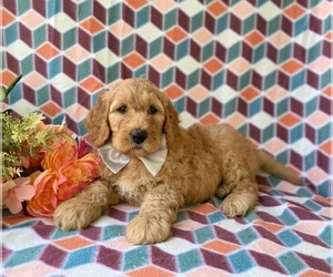 Goldendoodle (Miniature) Puppy for sale in LANCASTER, PA, USA