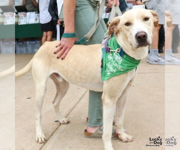 Medium Photo #3 Labrador Retriever-Retriever  Mix Puppy For Sale in Washington, DC, USA