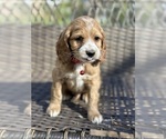 Small Photo #4 Cocker Spaniel-Poodle (Miniature) Mix Puppy For Sale in RIVERDALE, MD, USA