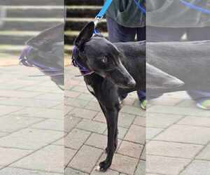 Diego - Male Greyhound Dog for Adoption - Photo #2