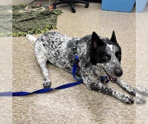 Mutt Dogs for adoption in Boston, MA, USA