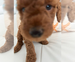 Puppy Bruno Goldendoodle (Miniature)