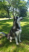 Small Photo #4 Siberian Husky Puppy For Sale in CENTERVILLE, NC, USA