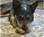 Small #1 Mutt