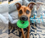 Small Boxer Mix