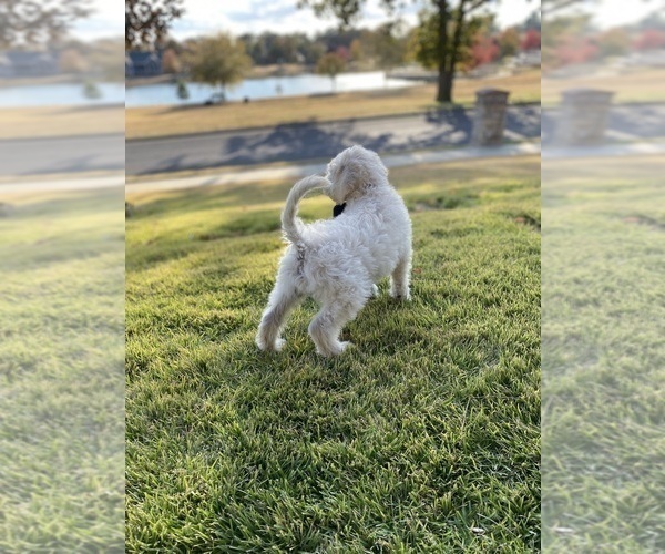 Medium Photo #3 Labradoodle Puppy For Sale in TAHLEQUAH, OK, USA