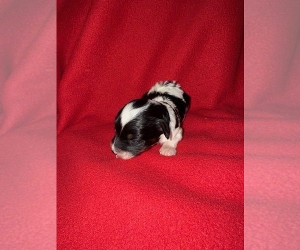 Medium Photo #2 Cavapoo-Poodle (Miniature) Mix Puppy For Sale in MUNFORDVILLE, KY, USA