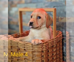 Labrador Retriever Puppy for Sale in EDMESTON, New York USA
