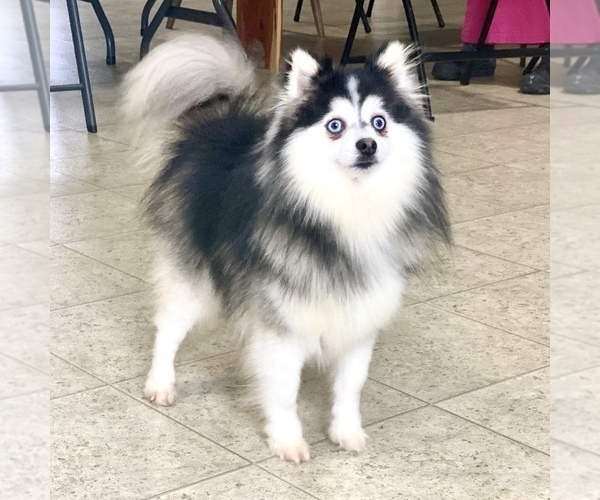 Medium Photo #1 Pomsky Puppy For Sale in DELAWARE, OH, USA